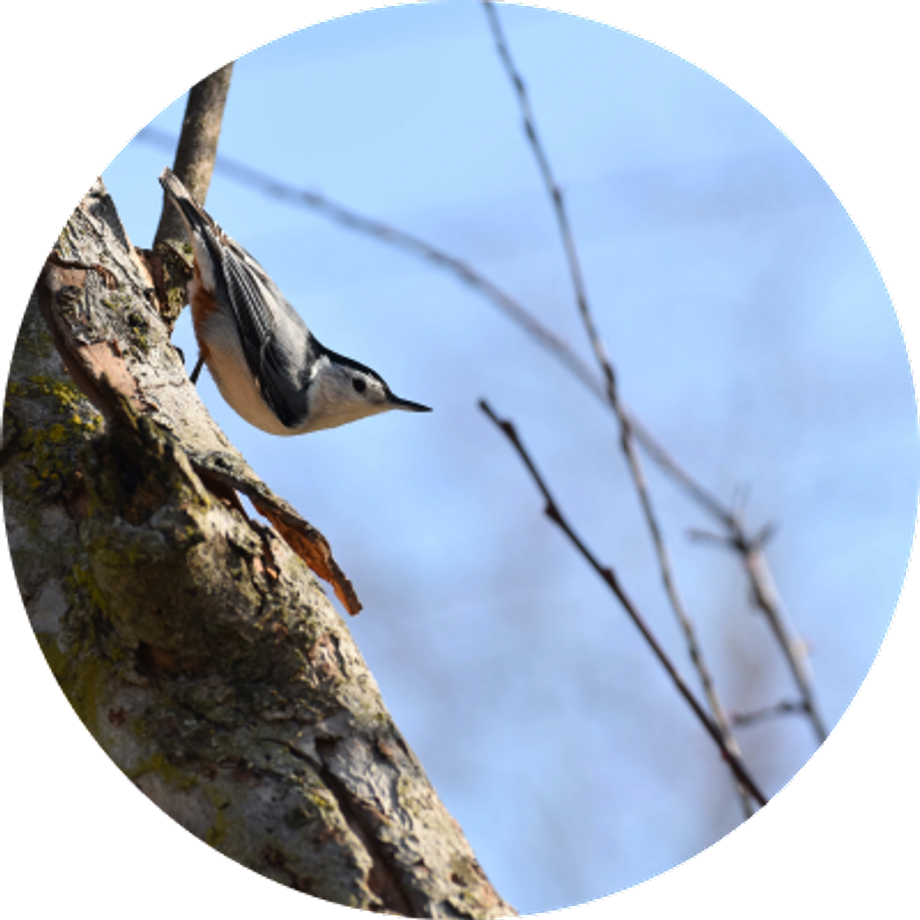 Little bird on a tree