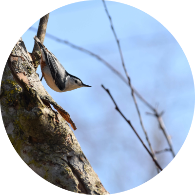 Little bird on a tree